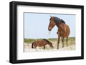 Wild Mustangs (Banker Horses) (Equus Ferus Caballus) in Currituck National Wildlife Refuge-Michael DeFreitas-Framed Photographic Print