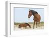 Wild Mustangs (Banker Horses) (Equus Ferus Caballus) in Currituck National Wildlife Refuge-Michael DeFreitas-Framed Photographic Print