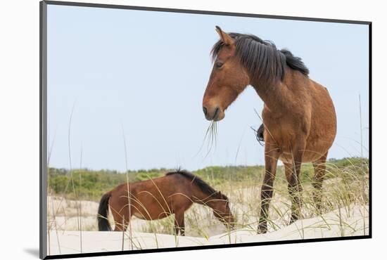 Wild Mustangs (Banker Horses) (Equus Ferus Caballus) in Currituck National Wildlife Refuge-Michael DeFreitas-Mounted Photographic Print