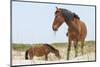 Wild Mustangs (Banker Horses) (Equus Ferus Caballus) in Currituck National Wildlife Refuge-Michael DeFreitas-Mounted Photographic Print