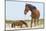 Wild Mustangs (Banker Horses) (Equus Ferus Caballus) in Currituck National Wildlife Refuge-Michael DeFreitas-Mounted Photographic Print