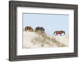 Wild Mustangs (Banker Horses) (Equus Ferus Caballus) in Currituck National Wildlife Refuge-Michael DeFreitas-Framed Photographic Print