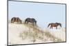 Wild Mustangs (Banker Horses) (Equus Ferus Caballus) in Currituck National Wildlife Refuge-Michael DeFreitas-Mounted Photographic Print