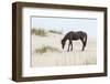 Wild Mustangs in Currituck National Wildlife Refuge, Corolla, Outer Banks, North Carolina-Michael DeFreitas-Framed Photographic Print