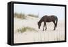 Wild Mustangs in Currituck National Wildlife Refuge, Corolla, Outer Banks, North Carolina-Michael DeFreitas-Framed Stretched Canvas