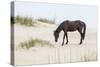 Wild Mustangs in Currituck National Wildlife Refuge, Corolla, Outer Banks, North Carolina-Michael DeFreitas-Stretched Canvas