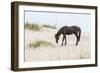 Wild Mustangs in Currituck National Wildlife Refuge, Corolla, Outer Banks, North Carolina-Michael DeFreitas-Framed Photographic Print