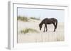 Wild Mustangs in Currituck National Wildlife Refuge, Corolla, Outer Banks, North Carolina-Michael DeFreitas-Framed Photographic Print