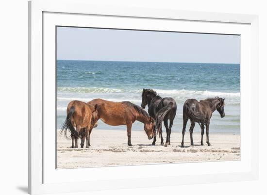 Wild Mustangs in Currituck National Wildlife Refuge, Corolla, Outer Banks, North Carolina-Michael DeFreitas-Framed Photographic Print