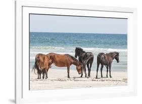 Wild Mustangs in Currituck National Wildlife Refuge, Corolla, Outer Banks, North Carolina-Michael DeFreitas-Framed Photographic Print