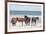 Wild Mustangs in Currituck National Wildlife Refuge, Corolla, Outer Banks, North Carolina-Michael DeFreitas-Framed Photographic Print