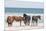 Wild Mustangs in Currituck National Wildlife Refuge, Corolla, Outer Banks, North Carolina-Michael DeFreitas-Mounted Photographic Print