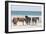 Wild Mustangs in Currituck National Wildlife Refuge, Corolla, Outer Banks, North Carolina-Michael DeFreitas-Framed Photographic Print