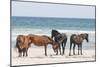 Wild Mustangs in Currituck National Wildlife Refuge, Corolla, Outer Banks, North Carolina-Michael DeFreitas-Mounted Photographic Print