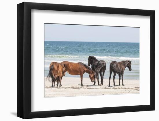 Wild Mustangs in Currituck National Wildlife Refuge, Corolla, Outer Banks, North Carolina-Michael DeFreitas-Framed Photographic Print
