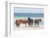 Wild Mustangs in Currituck National Wildlife Refuge, Corolla, Outer Banks, North Carolina-Michael DeFreitas-Framed Photographic Print