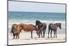 Wild Mustangs in Currituck National Wildlife Refuge, Corolla, Outer Banks, North Carolina-Michael DeFreitas-Mounted Photographic Print