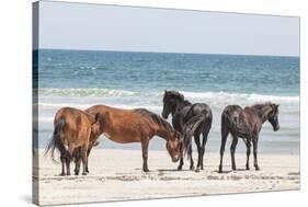 Wild Mustangs in Currituck National Wildlife Refuge, Corolla, Outer Banks, North Carolina-Michael DeFreitas-Stretched Canvas