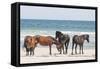 Wild Mustangs in Currituck National Wildlife Refuge, Corolla, Outer Banks, North Carolina-Michael DeFreitas-Framed Stretched Canvas