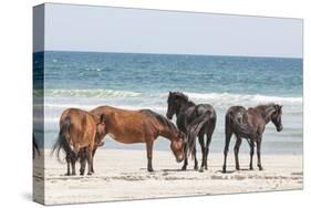 Wild Mustangs in Currituck National Wildlife Refuge, Corolla, Outer Banks, North Carolina-Michael DeFreitas-Stretched Canvas