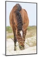 Wild Mustangs in Currituck National Wildlife Refuge, Corolla, Outer Banks, North Carolina-Michael DeFreitas-Mounted Photographic Print