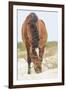 Wild Mustangs in Currituck National Wildlife Refuge, Corolla, Outer Banks, North Carolina-Michael DeFreitas-Framed Photographic Print