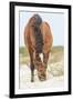 Wild Mustangs in Currituck National Wildlife Refuge, Corolla, Outer Banks, North Carolina-Michael DeFreitas-Framed Photographic Print