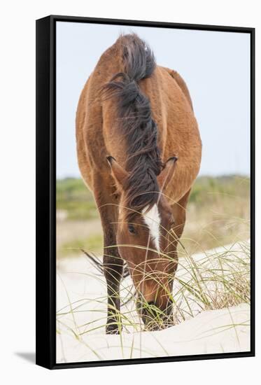 Wild Mustangs in Currituck National Wildlife Refuge, Corolla, Outer Banks, North Carolina-Michael DeFreitas-Framed Stretched Canvas