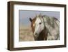 Wild mustangs-Ken Archer-Framed Photographic Print