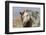 Wild mustangs-Ken Archer-Framed Photographic Print