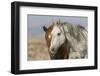 Wild mustangs-Ken Archer-Framed Photographic Print