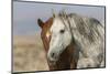 Wild mustangs-Ken Archer-Mounted Photographic Print