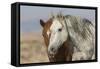 Wild mustangs-Ken Archer-Framed Stretched Canvas