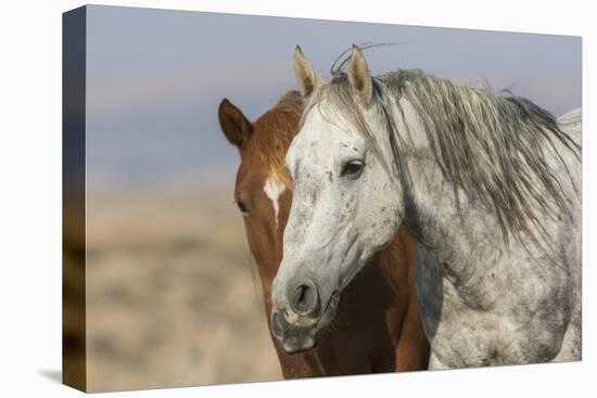 Wild mustangs-Ken Archer-Stretched Canvas