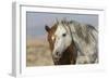 Wild mustangs-Ken Archer-Framed Photographic Print