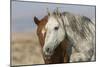 Wild mustangs-Ken Archer-Mounted Photographic Print