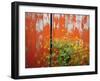 Wild Mustard Plant Against Old Red Barn, Wallowa County, Oregon, USA-Steve Terrill-Framed Photographic Print