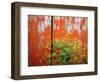 Wild Mustard Plant Against Old Red Barn, Wallowa County, Oregon, USA-Steve Terrill-Framed Photographic Print