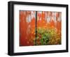 Wild Mustard Plant Against Old Red Barn, Wallowa County, Oregon, USA-Steve Terrill-Framed Photographic Print