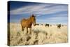 Wild Namib Desert Horse Feeding on Grass-null-Stretched Canvas