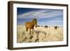 Wild Namib Desert Horse Feeding on Grass-null-Framed Photographic Print