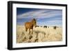 Wild Namib Desert Horse Feeding on Grass-null-Framed Photographic Print