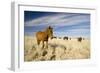 Wild Namib Desert Horse Feeding on Grass-null-Framed Photographic Print
