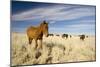 Wild Namib Desert Horse Feeding on Grass-null-Mounted Photographic Print