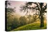 Wild Oak and Hillside Mount Diablo Northern California-Vincent James-Stretched Canvas