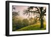 Wild Oak and Hillside Mount Diablo Northern California-Vincent James-Framed Photographic Print