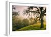 Wild Oak and Hillside Mount Diablo Northern California-Vincent James-Framed Photographic Print