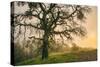 Wild Oak and Muted Sun Mount Diablo Northern California-Vincent James-Stretched Canvas