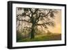 Wild Oak and Muted Sun Mount Diablo Northern California-Vincent James-Framed Photographic Print