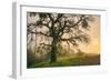 Wild Oak and Muted Sun Mount Diablo Northern California-Vincent James-Framed Photographic Print